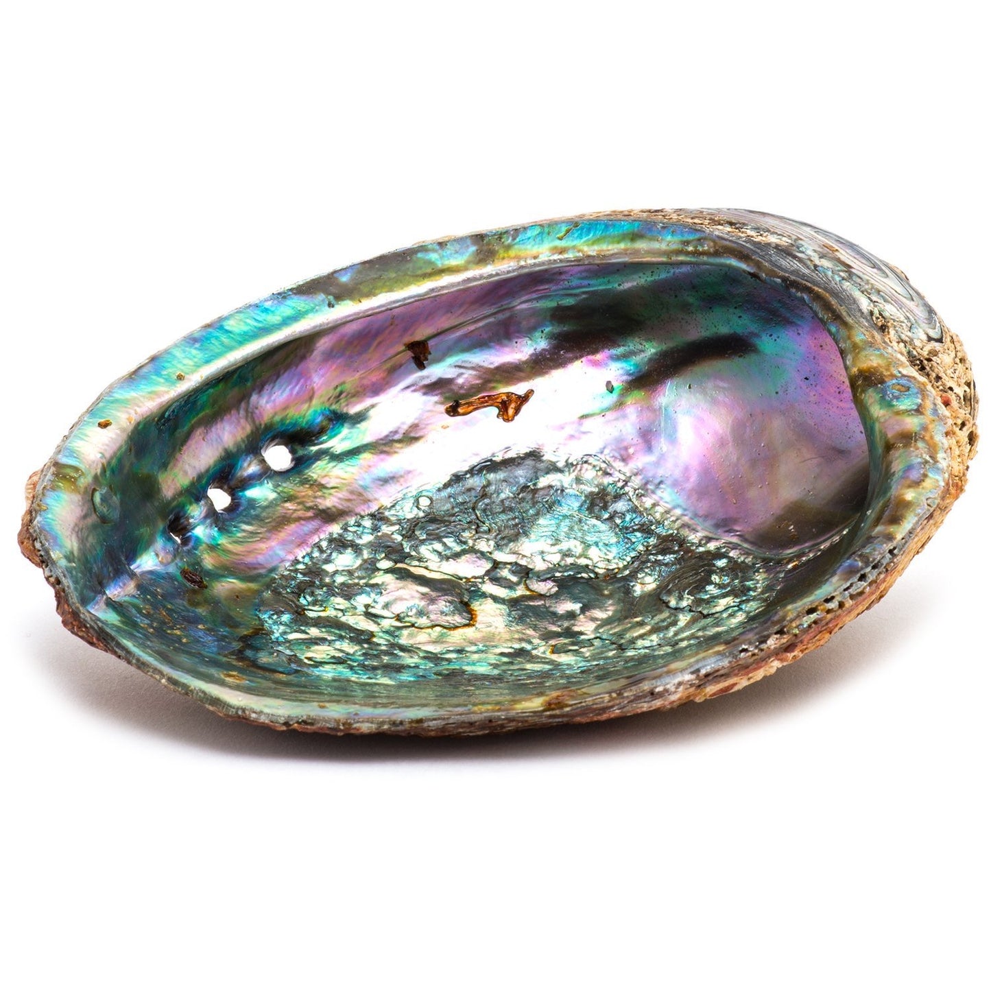 Natural Polished Abalone Shell